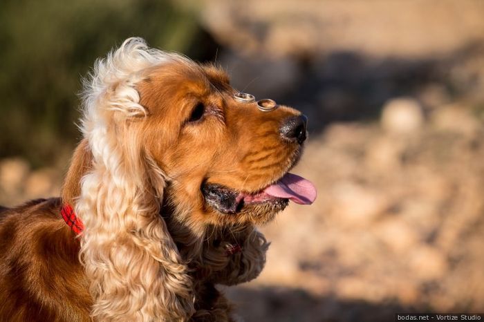 Tu mascota, el mejor cómplice de vuestro gran día 🐶 1