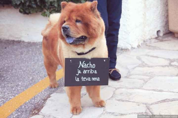 Tu mascota, el mejor cómplice de vuestro gran día 🐶 - 4