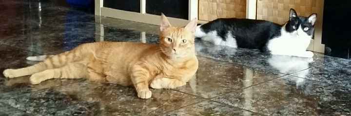 Nuestras mascotas!! - 2