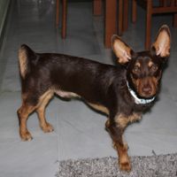 mi perro