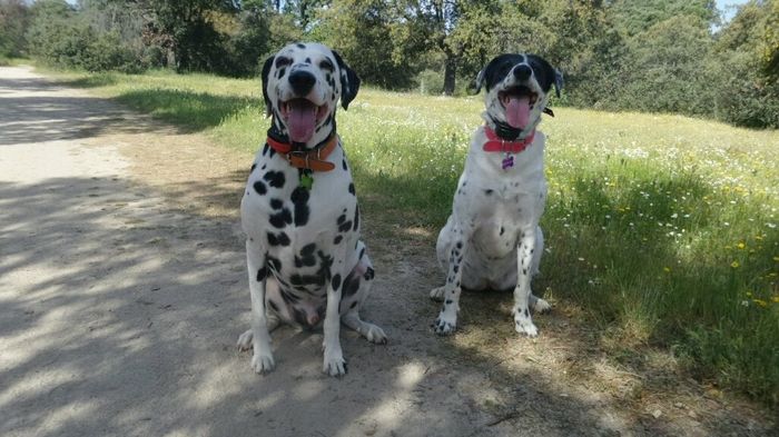 Nuestras mascotas!! - 1