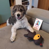 ¿Cómo se llama vuestra mascota? 🐶 - 1