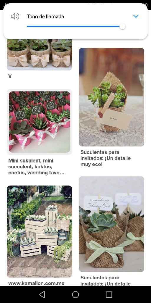  Plantas suculentas - 1