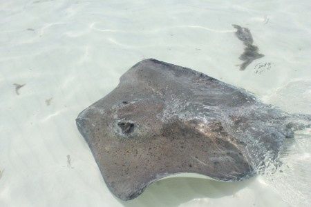 Manta raya