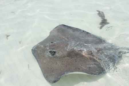 Manta raya