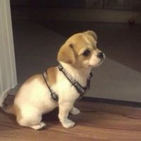 Mi chihuahuilla Shiva