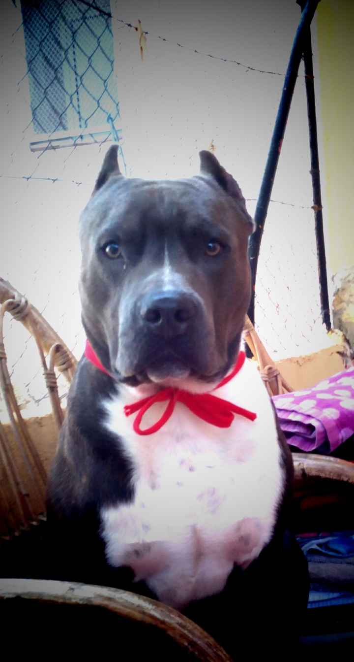 Mi perrita como damita de los anillos!!!🐕🐶💓 - 1