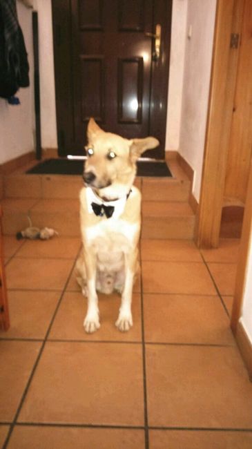 ¿llevarías a tu mascota a tu boda? - 1