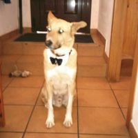 ¿llevarías a tu mascota a tu boda? - 1