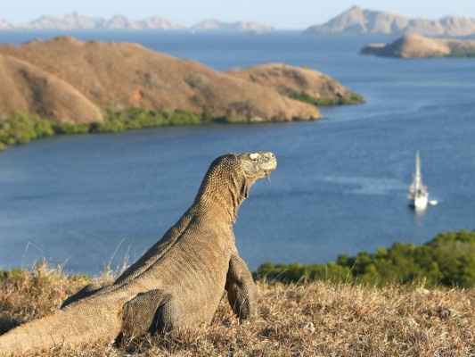 Komodo