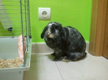 Nuestras mascotas!! - 3