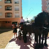 Caballos blancos o negros para una boda?? - 2