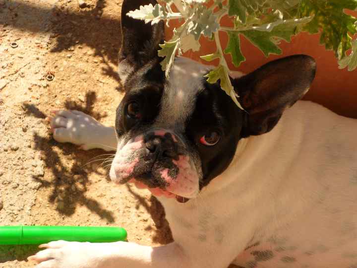 Mi perrita lula, no podra acudir a la boda.