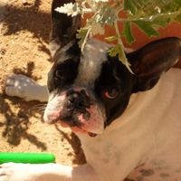 Mi perrita lula, no podra acudir a la boda.