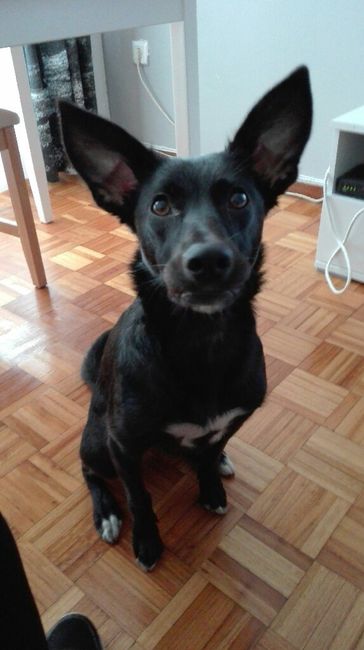 ¿Cómo se llama vuestra mascota? - 1
