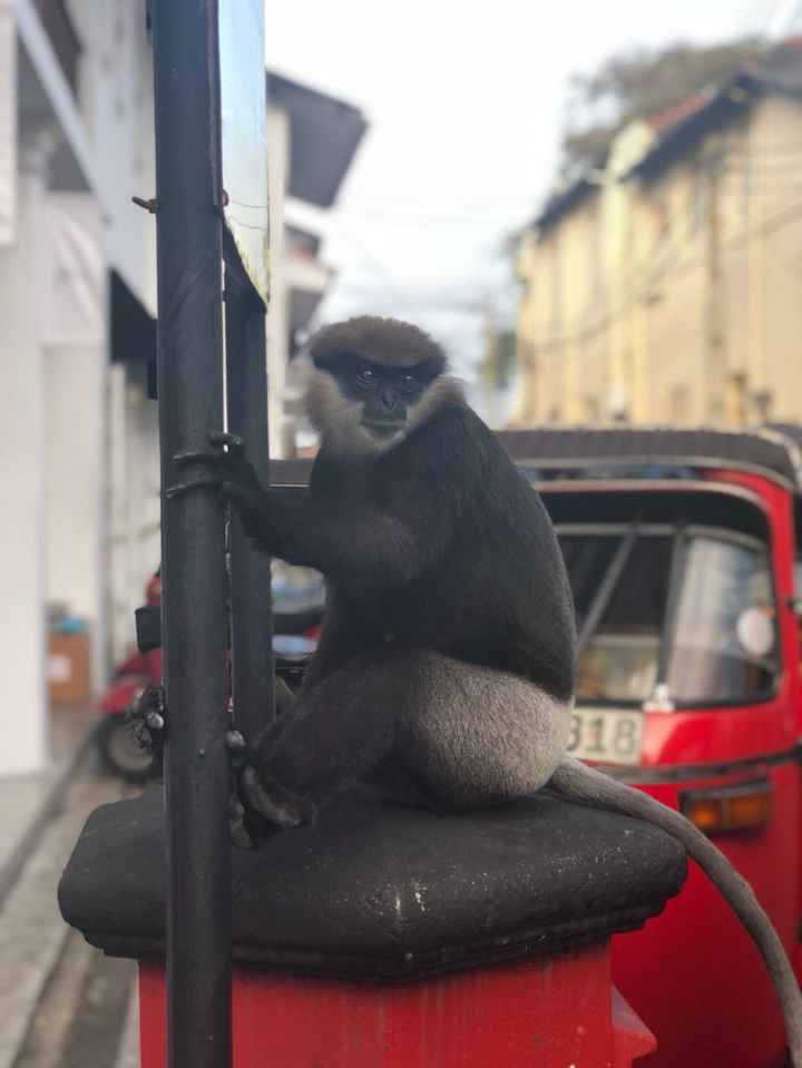 Luna de miel Sri Lanka , dinero en efectivo si o no (desde España) - 2