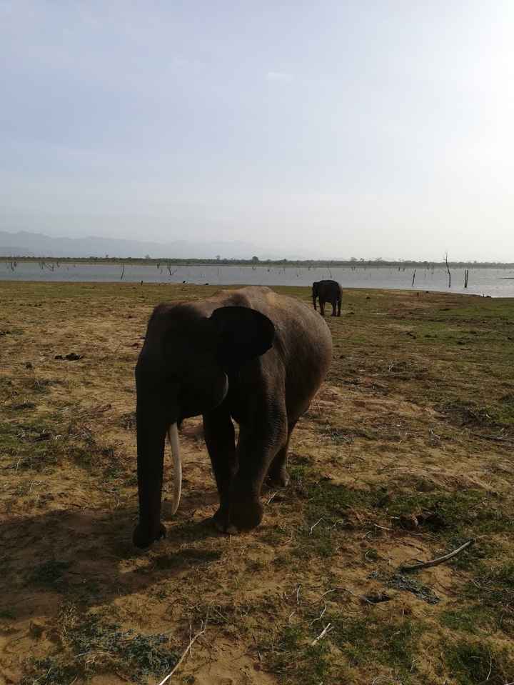 Luna de miel Sri Lanka , dinero en efectivo si o no (desde España) - 5