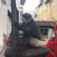 Luna de miel Sri Lanka , dinero en efectivo si o no (desde España) - 2