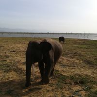 Luna de miel Sri Lanka , dinero en efectivo si o no (desde España) - 5