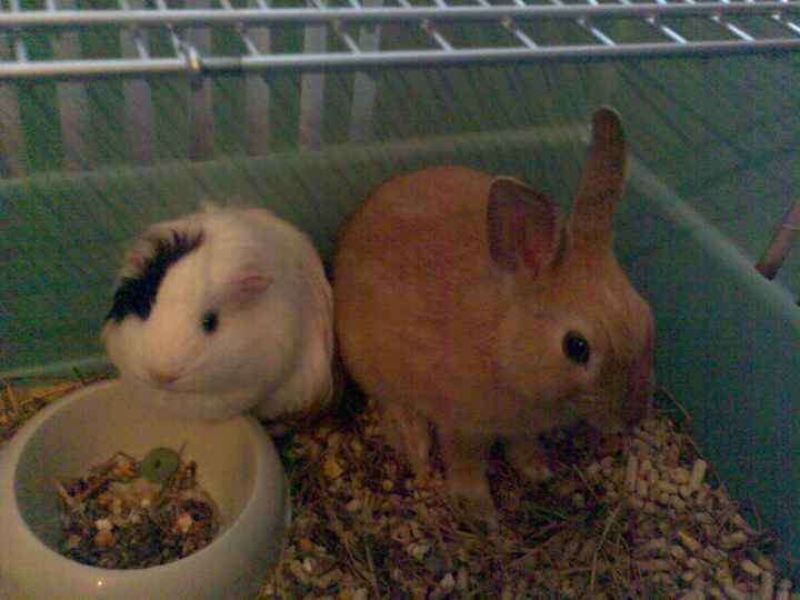 Chew y Indy