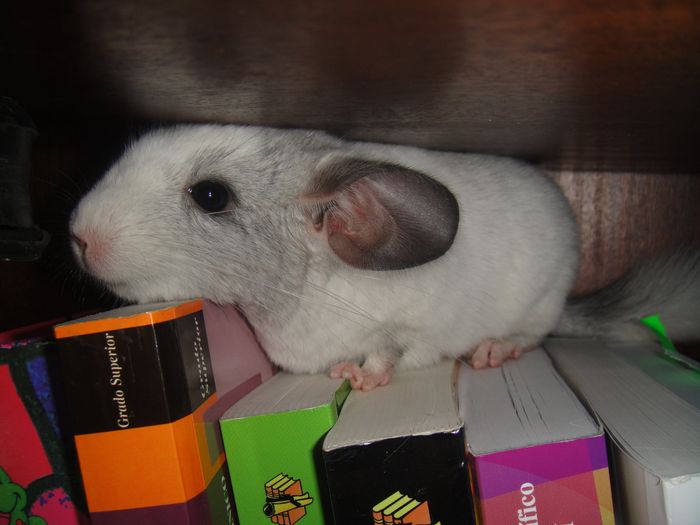 Nube la chinchilla