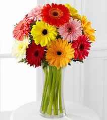 gerberas 