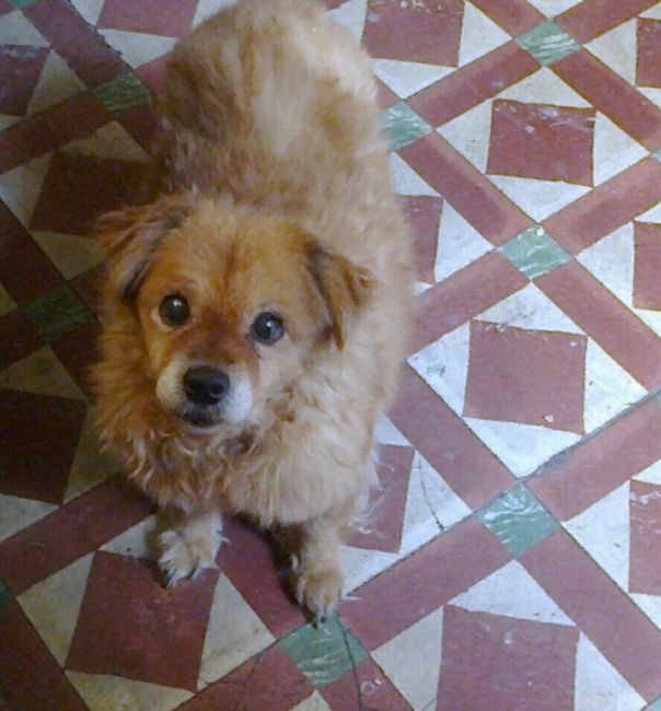 Así quiero yo las fotos con mis perros - 1