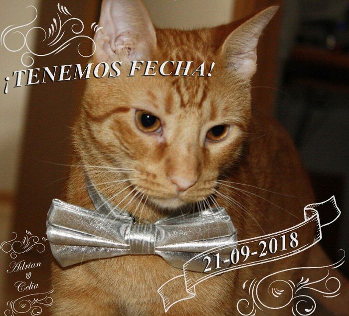  Perros de bodorrio!! - 1