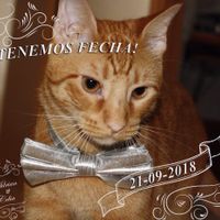 Levi save the date