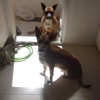 ¿Cómo se llama vuestra mascota? - 1