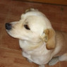 Gema
