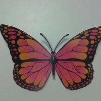 mariposa 1