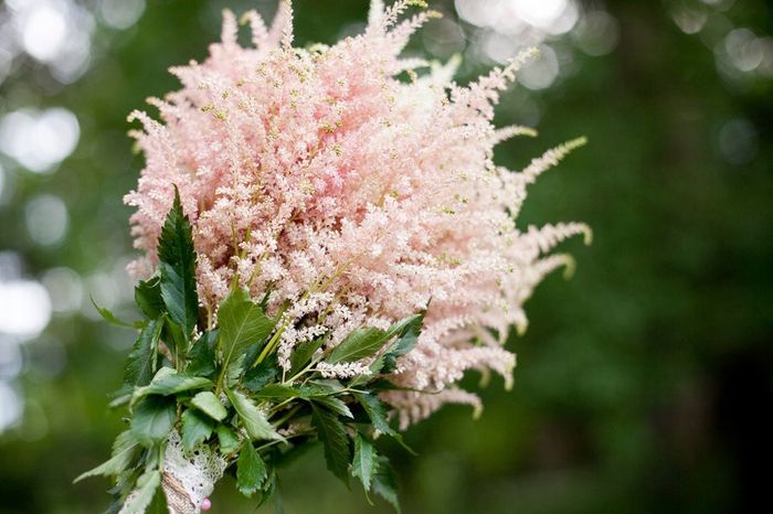 astilbe rosa