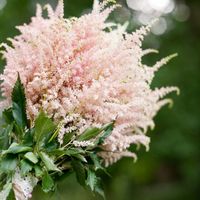 astilbe rosa