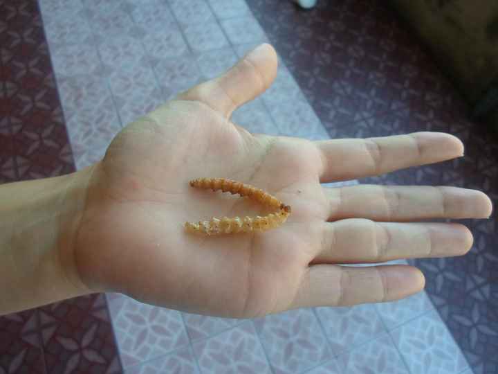 Gusanos en Phayao