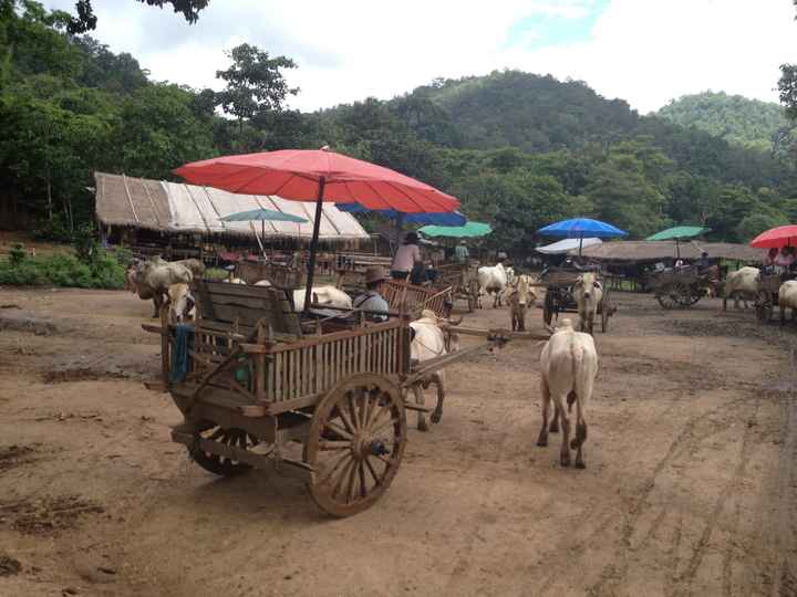 Paseo en carro de bueyes en el Maetang Park de Chiang Mai