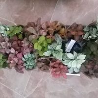 Mis regalitos