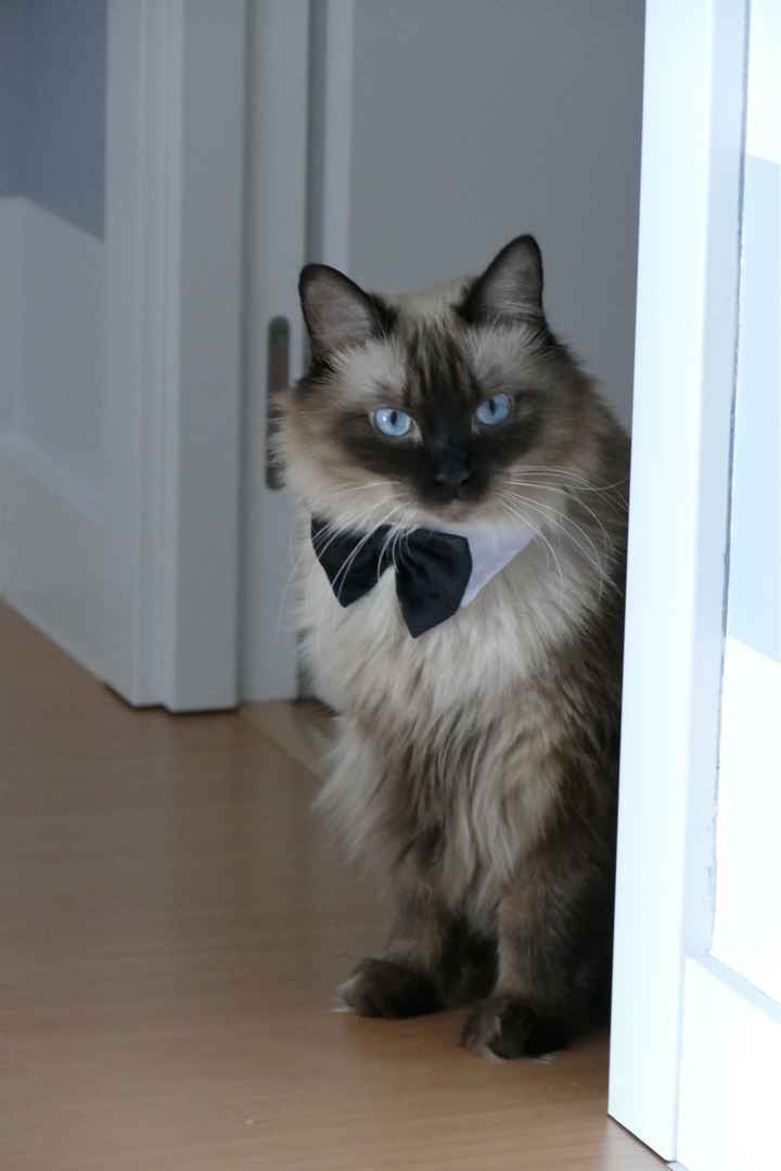 Mi mascota en la invitación - 1