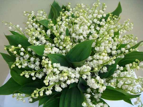 MI RAMO DE MUGUET