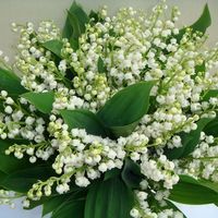 MI RAMO DE MUGUET