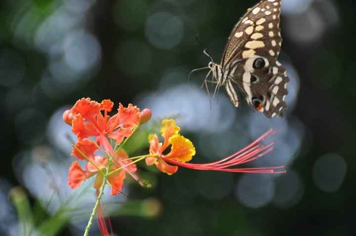 Mariposa Senegalesa