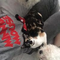 Mascotas en casa: ¿sí o no? - 2