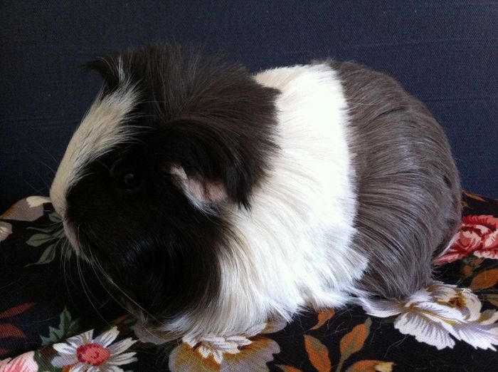 Mascotas especiales - 1
