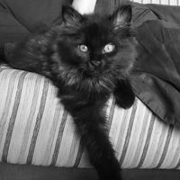 Nuestras mascotas!! - 3