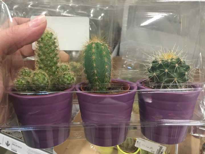 Mini cactus /plantita - 1