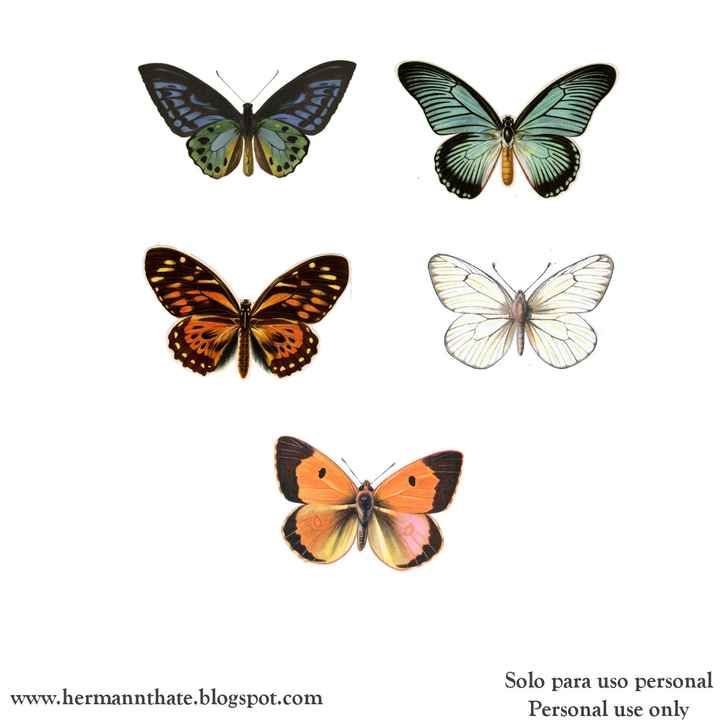 Mariposas