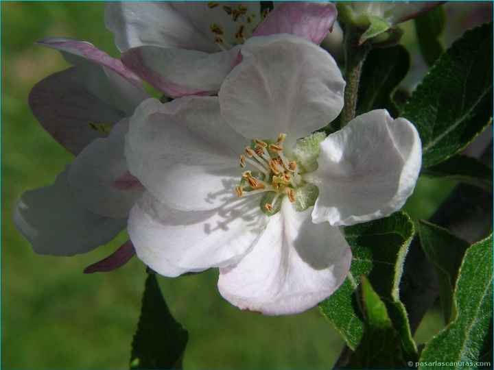 flor de manzano