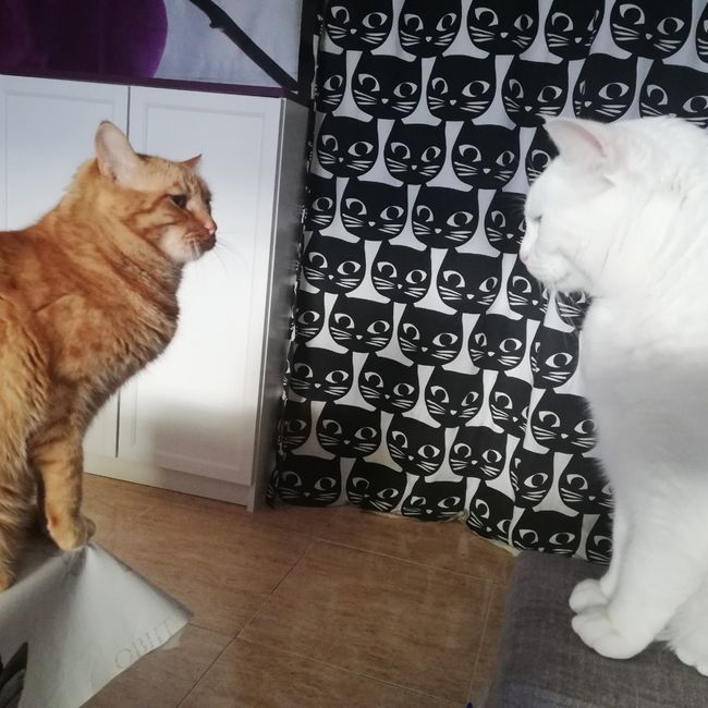 Mascotas en la boda 9