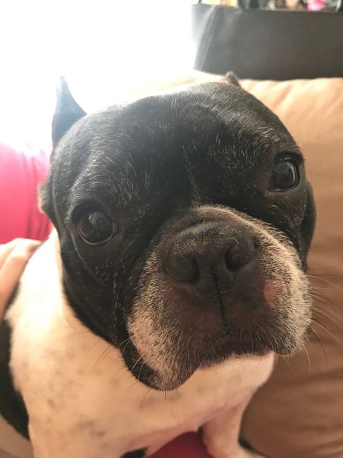 Mi mascota se llama _______ - 1