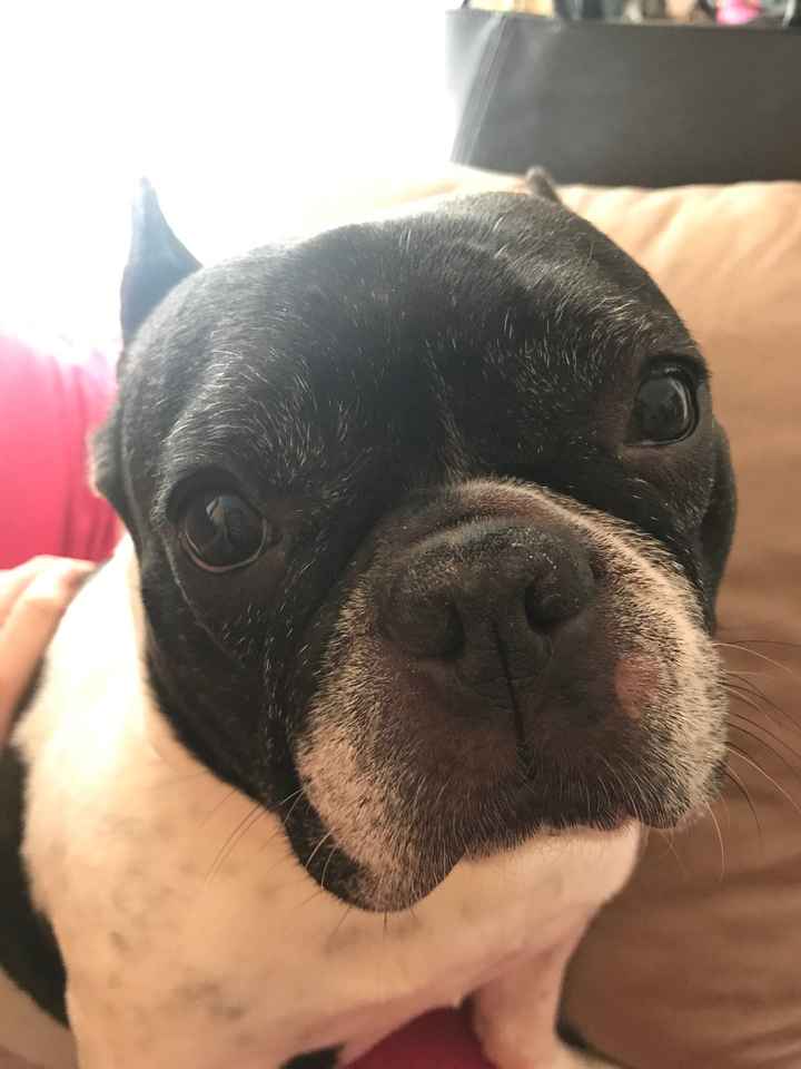 Mi mascota se llama _______ - 1